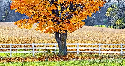Fence & Autumn Tree_DSCF5114.jpg - Photographed near Smiths Falls, Ontario, Canada.